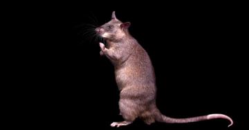 The amazing, life-saving talents of the Gambian giant pouched rat