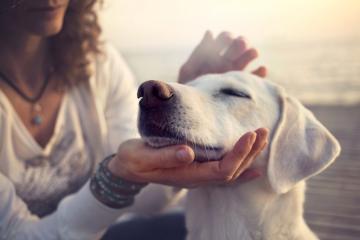 New Study Finds That Dogs Can Smell Seizures Before They Start