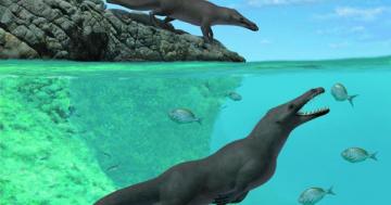 Ancient four-legged whale with webbed feet and toe hooves discovered in Peru