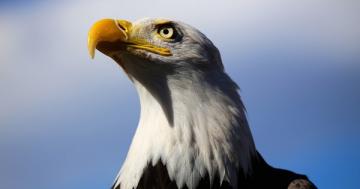 Bald eagles are littering Seattle backyards with gory landfill trash