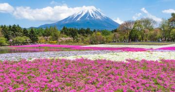 Let's Go Flower Chasing - Top 10 Destinations to See Spring Flowers Around the World