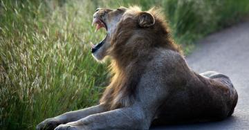 Rhino Poacher Killed by Elephant and Eaten by Lions, Officials Say