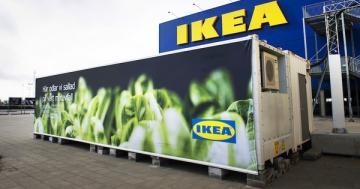 IKEA is growing lettuce to serve in its restaurants