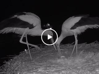 Two white storks celebrate their first egg (Video)