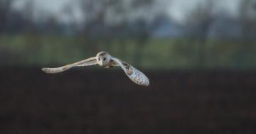 Photo: Beautiful barn owl soars over a field