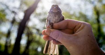 How Dangerous Is It to Be a Bird in Your City? Buildings Kill Hundreds of Millions a Year
