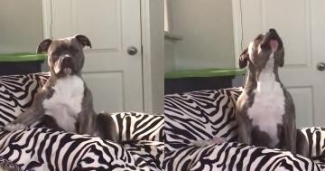 Please Stop What You're Doing to Watch This Adorable Dog "Sing" to His Favorite Song