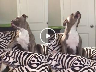 This Cardi B hating pup is as smooth as Tennessee Whisky (Video)