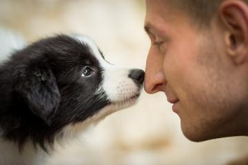 New Study Finds That Dogs Can Smell Cancer With Incredible Accuracy