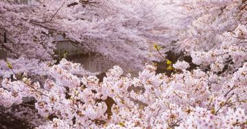 We should all adopt 'hanami,' the Japanese tradition of flower viewing