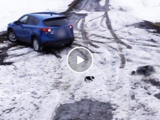 Big pupper saves small pupper from being ran over (Video)
