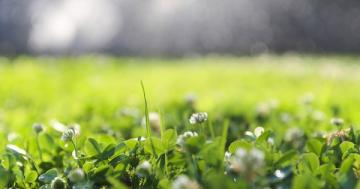 12 reasons to plant a clover lawn