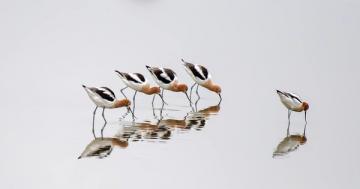 Photo: American avocets reflect upon themselves
