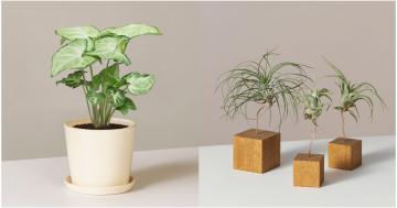 Bye-Bye, Boring Desk! 50+ Plants That Will Liven Up Your Office