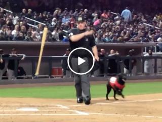 Welp that’s it folks, we’ve found the world’s meanest umpire (Video)