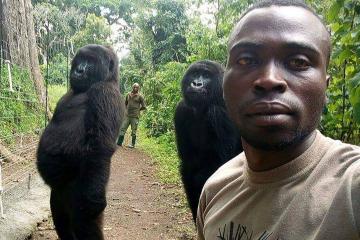 Ranger poses with the slickest gorillas in hilarious selfie