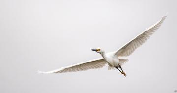 Photo: Snowy egret takes to the sky