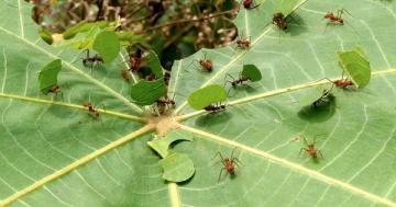 Photo: Watch these lady leafcutter ants tend to the gardening
