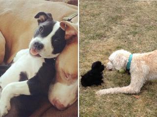 Dogs with mixed feelings about the new puppy (28 Photos)