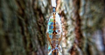 Photo: Chrysalis of the confused tigerwing