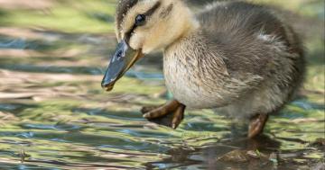Photo: Cutest duckling tests the water