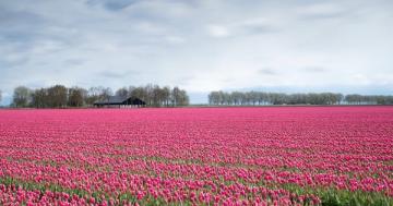 Selfie-takers are trampling Dutch tulip fields