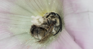 Photo: Fuzzy bee sleeps in a flower