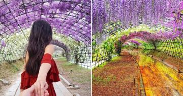 The Wisteria Flower Tunnels of Japan Look Like a Fairy Tale Come to Life