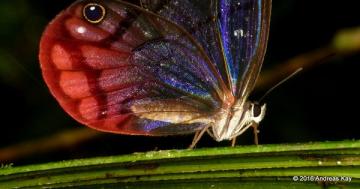 Photo: The tricky eye of a blushing phantom butterfly
