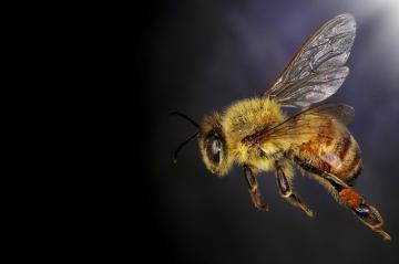 This Is What Happens to Your Body When You Get Stung by a Bee