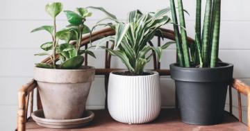 Interacting with houseplants does this for the mind and body