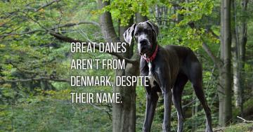 The strange origins of dog breed names (19 Photos)