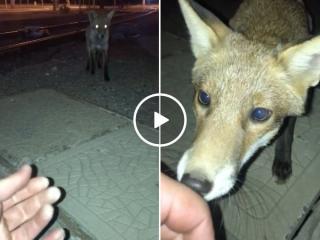 Man shares a beautiful moment with wild Fox (Video)