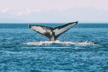 Humpback Whales, Glaciers And Northern Lights – The Most Magical Experience Aboard Celebrity Cruises Solstice To Alaska