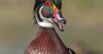 Photo: Wood duck proves Mother Nature's flair for drama