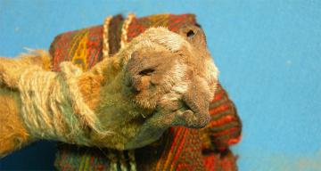 An ancient pouch reveals the hallucinogen stash of an Andes shaman