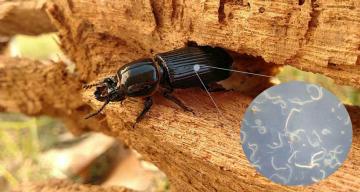 A belly full of wriggling worms makes wood beetles better recyclers
