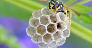 Paper wasps recognize each other, have long memories, & display logical reasoning