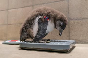 Endangered African penguins hatched at San Diego Zoo