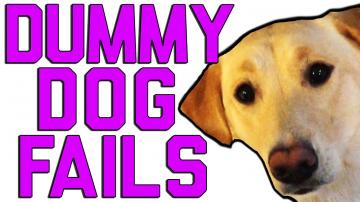 Dummy Dogs || Dog Fails By FailArmy
