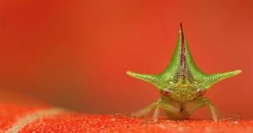 Tiny treehopper is one of the mightiest mothers