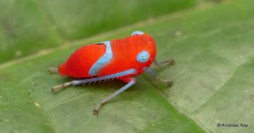 Photo: Tiny leafhopper nymph is a king of color