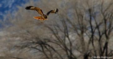 Photo: How the red-tailed hawk got its name