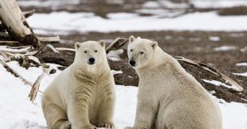 Why Alaska hasn't had a polar bear attack since 1993