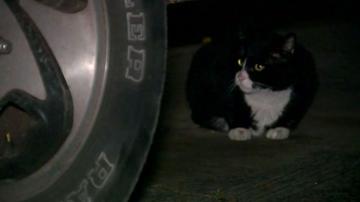Refusal to stop feeding feral cats could land man in jail