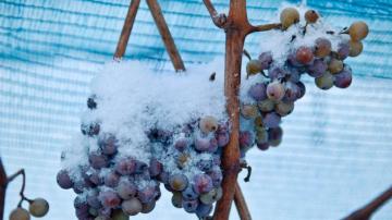 No ice wine for you: Warm winter nixes German wine production