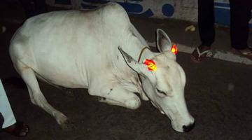 Indian Cows Get Glow In The Dark Horns