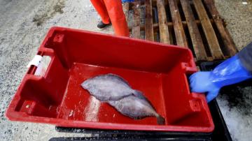Seafood industry struggling to stay afloat amid outbreak