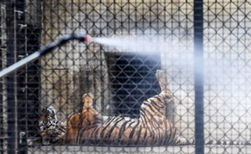 Social Distancing For Tigers At Zoo In Gujarat Over Coronavirus Fears