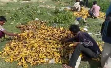 Rotten Bananas Near Cremation Ground In Delhi A Feast For Migrant Workers